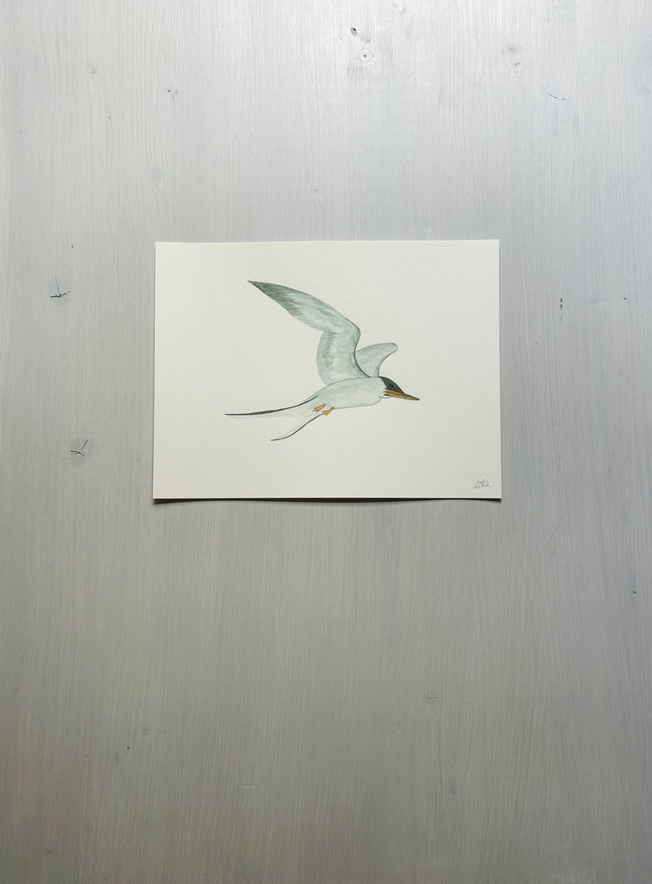 Tern Original Watercolor