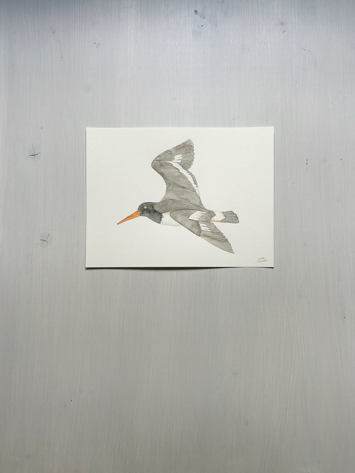 Oystercatcher Original Watercolor