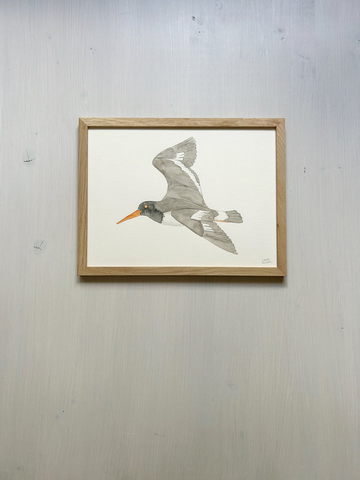 Oystercatcher Original Watercolor
