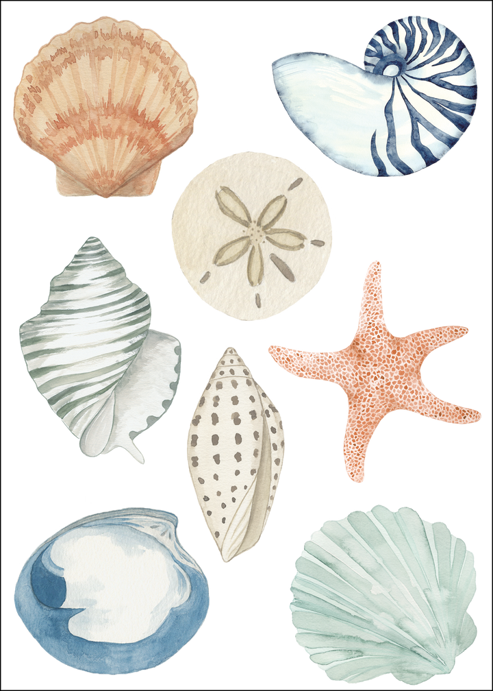 Large Shells Designer Decals