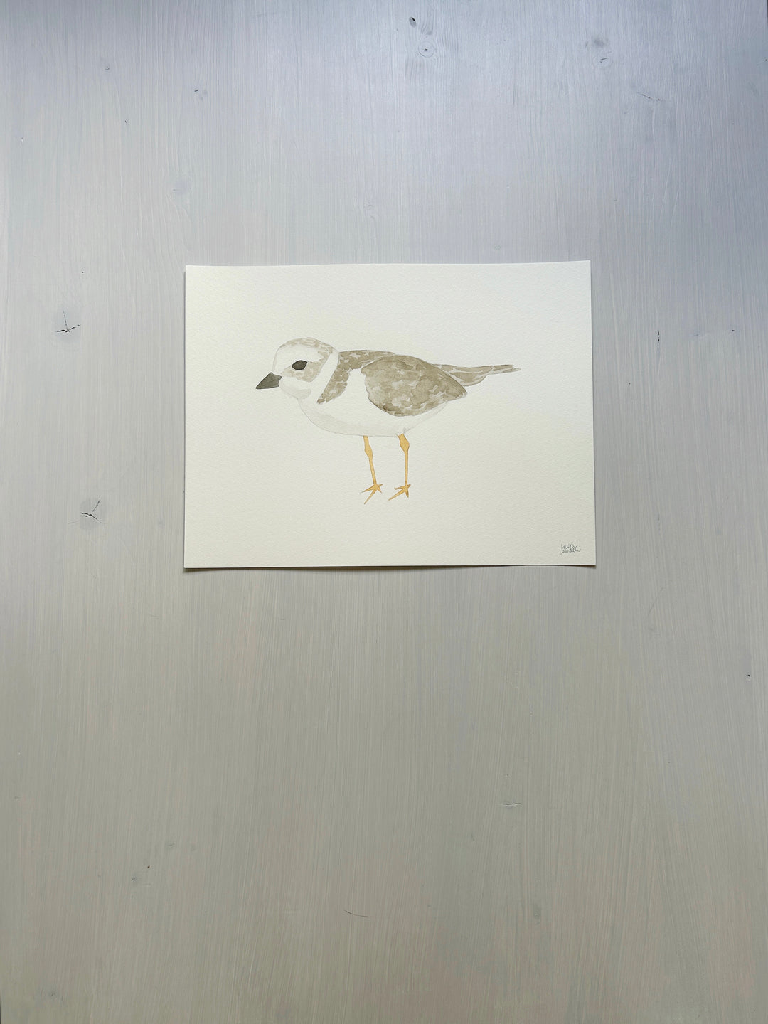 Piping Plover Original Watercolor