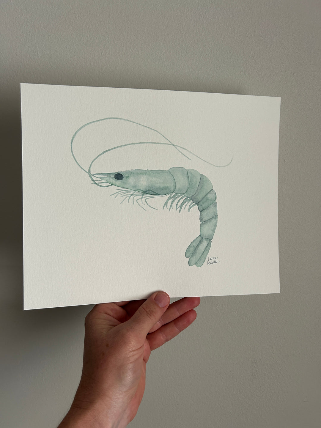 Flash Sale - Aqua Shrimp