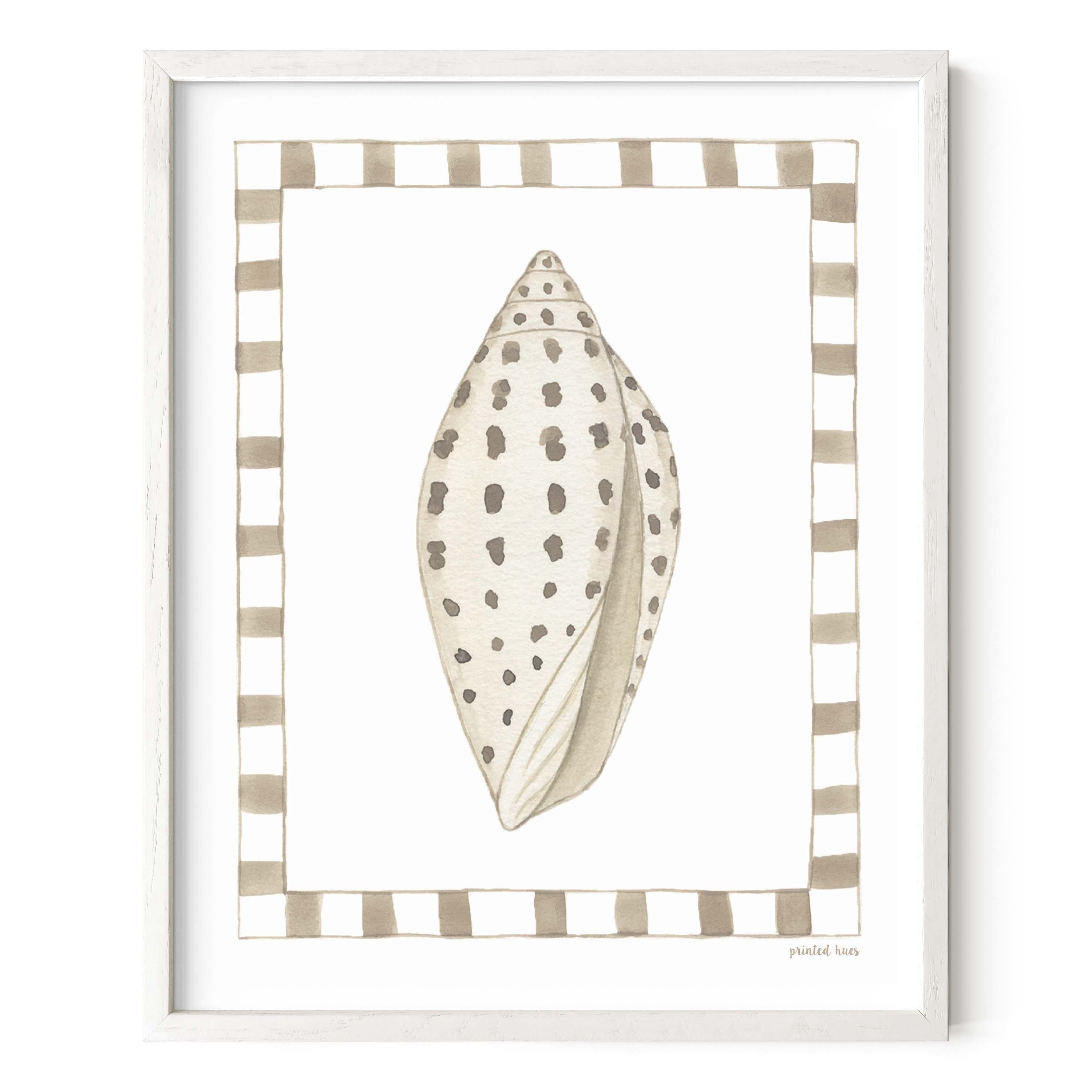 Junonia Shell BEAUTIFUL 4+ INCH SCAPHELLA JUNONIA SHELL 107 MM,