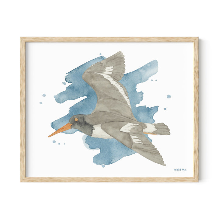 Oystercatcher Print