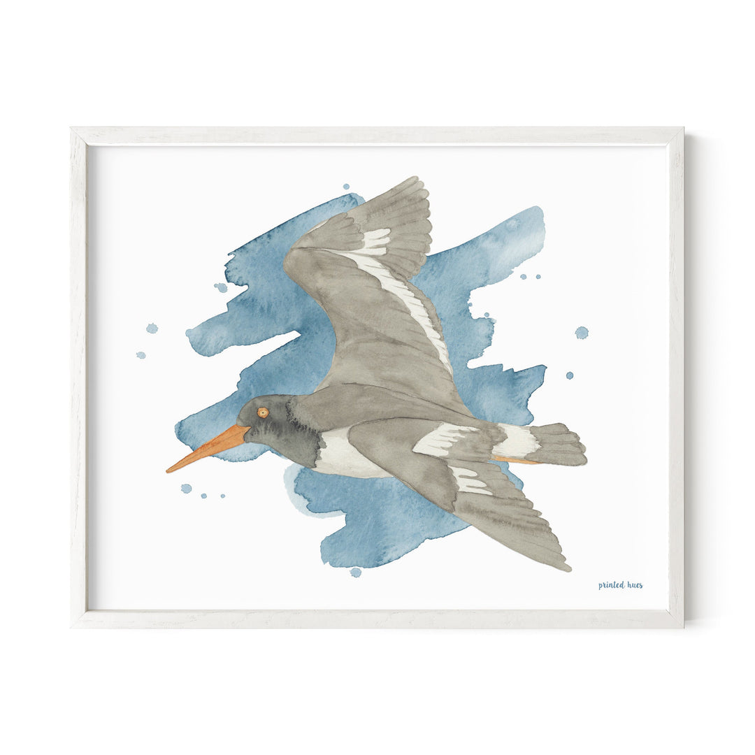 Oystercatcher Print