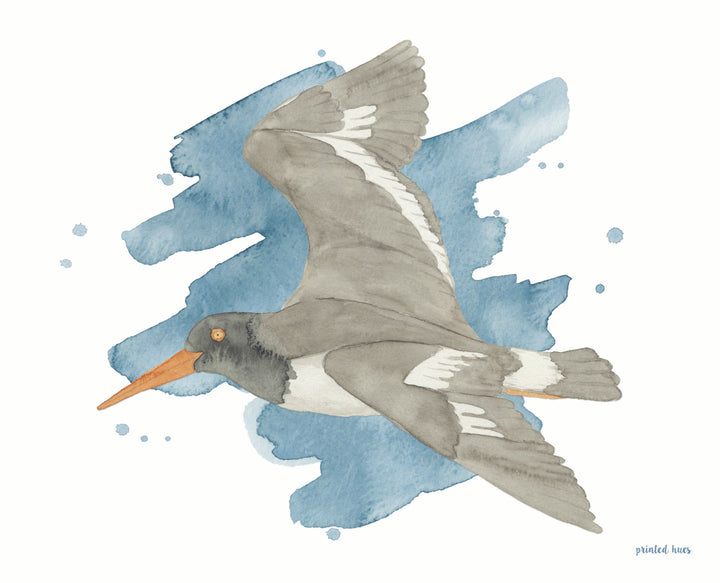 Oystercatcher Print