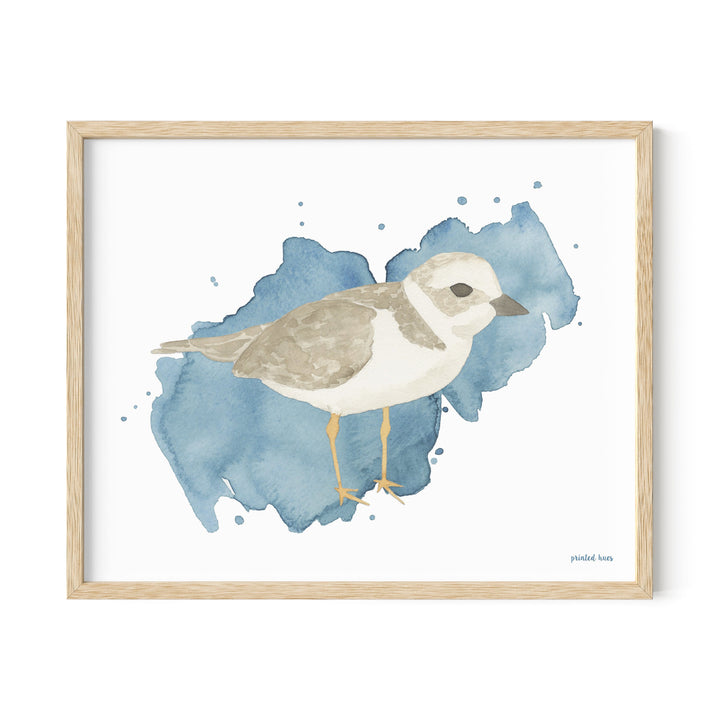 Piping Plover Print