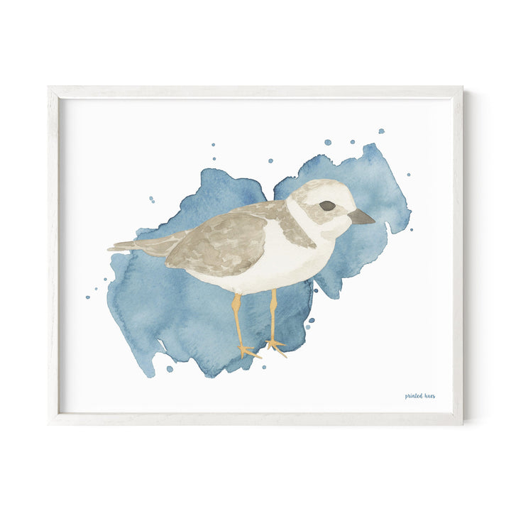 Piping Plover Print