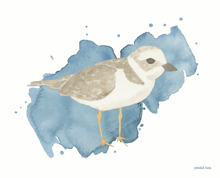 Piping Plover Print