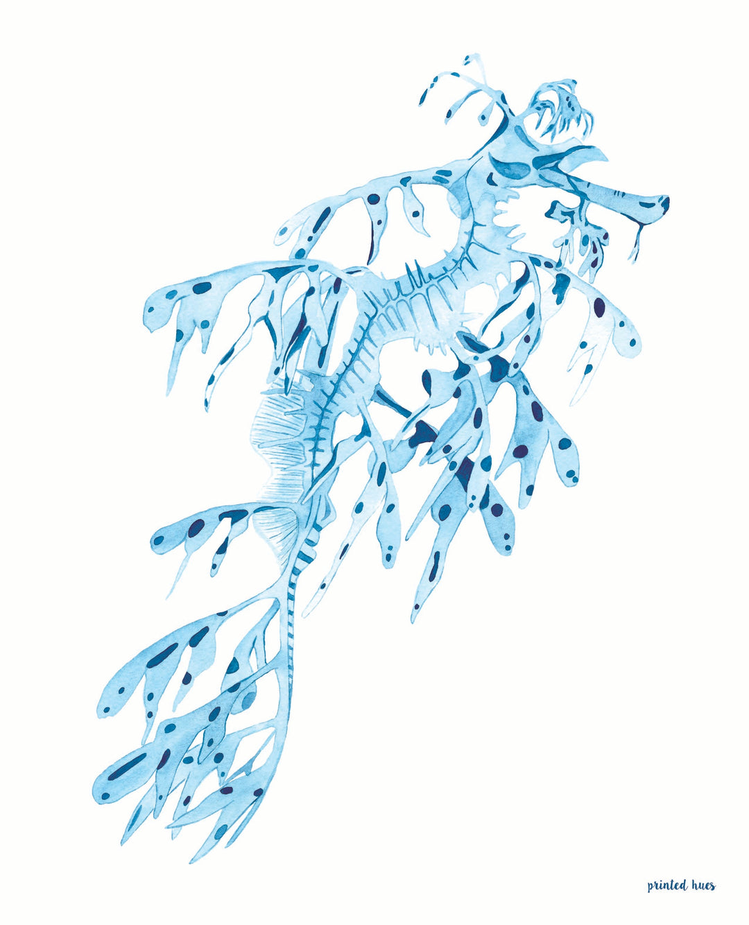 Leafy Sea Dragon Print